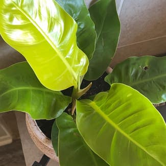 Philodendron 'Moonlight' plant in Austin, Texas