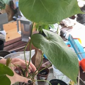 Photo of the plant species 'Faustino's Giant' by @MaggieJ named Messi on Greg, the plant care app