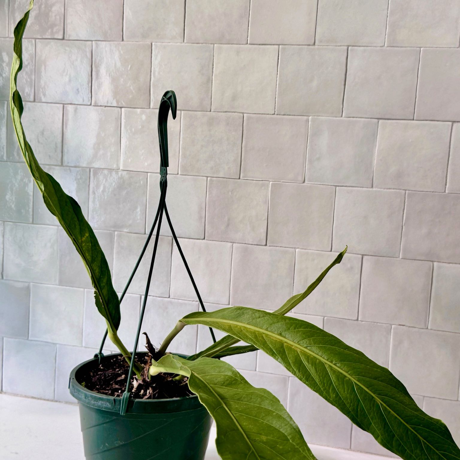 Anthurium superbum plant in a green hanging pot with some leaf discoloration.