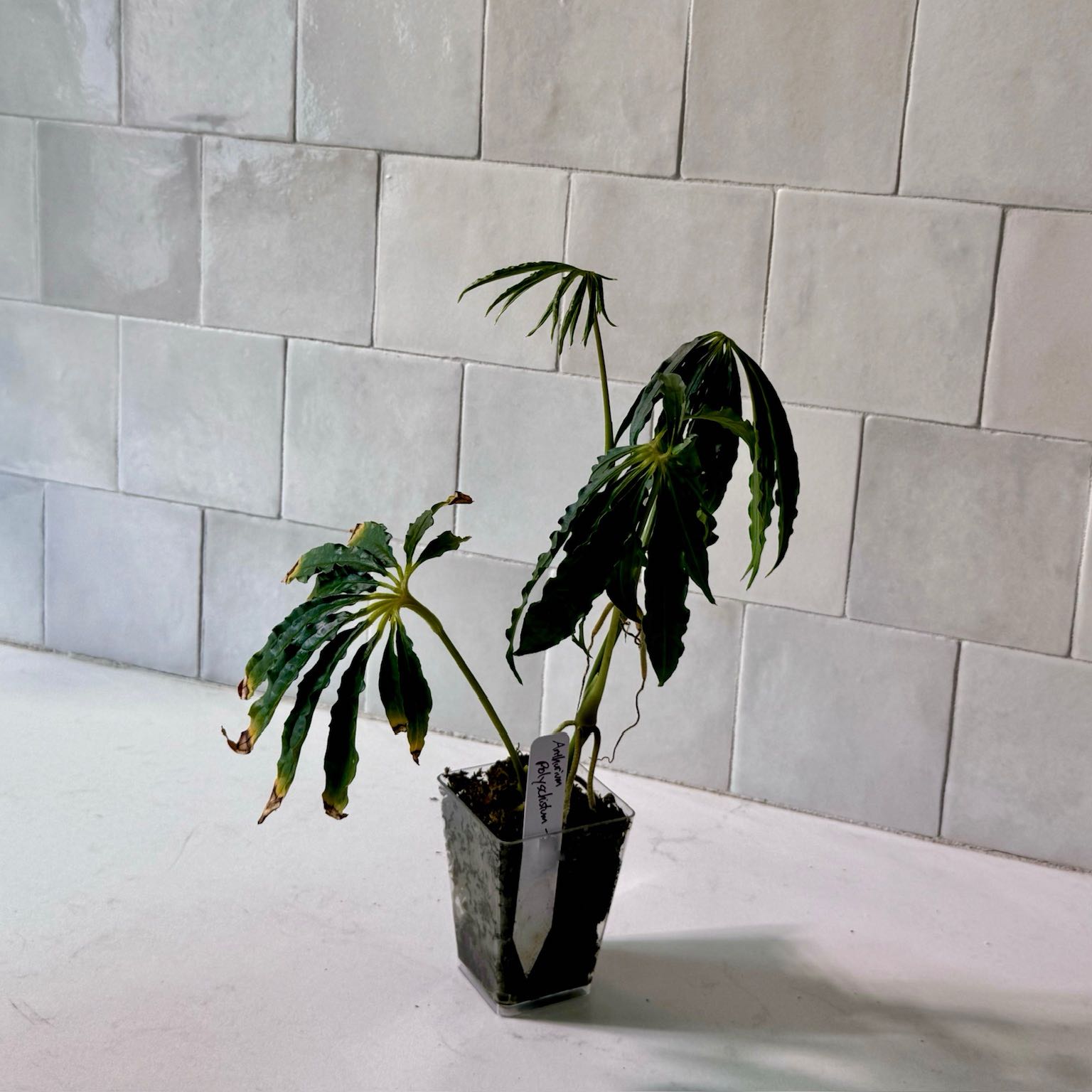 Photo of the plant species Faux Marijuana Plant by @MaggieJ named ant Poly on Greg, the plant care app