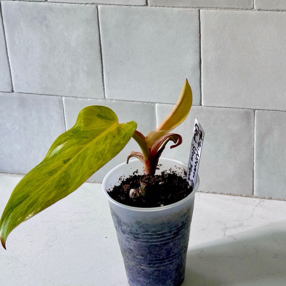 Philodendron 'Jose Buono' plant in a plastic pot with yellowing leaf against a tiled background.
