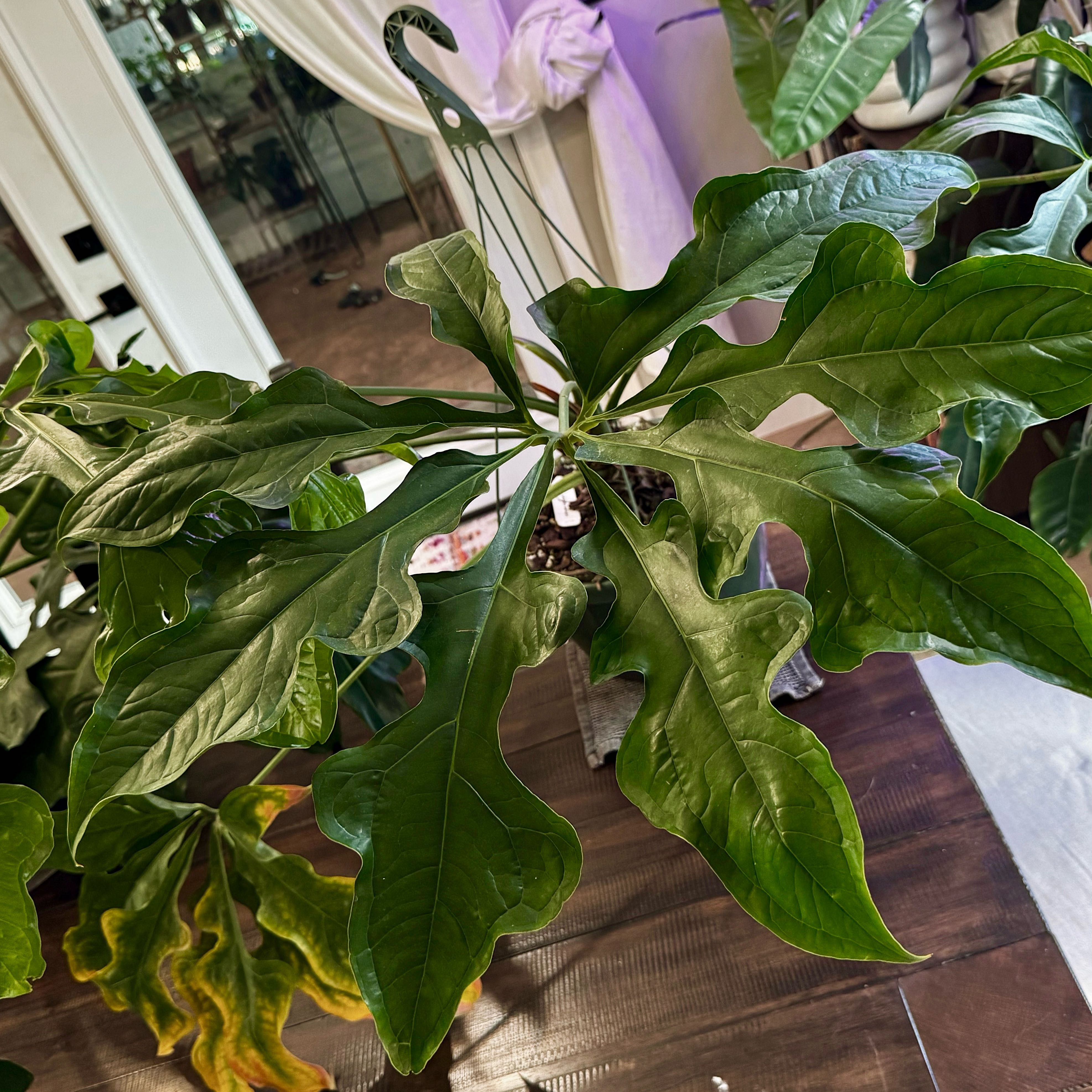 Photo of the plant species Anthurium clavigerum by @MaggieJ named Anth Clarinurvum (my office) on Greg, the plant care app