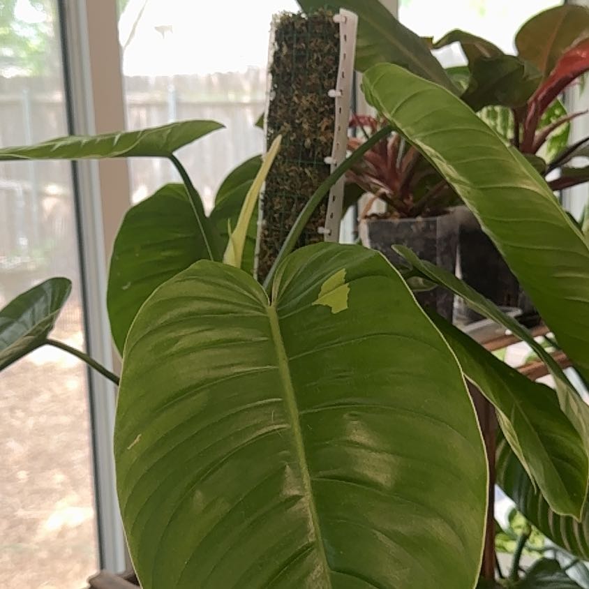 Photo of the plant species Philodendron Tenue by @MaggieJ named Tenue x Jose (sport) on Greg, the plant care app