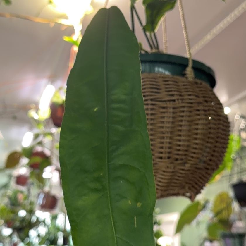 Photo of the plant species Canar by @MaggieJ named canar in basket on Greg, the plant care app