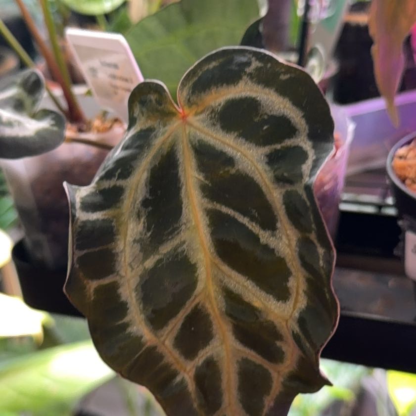 Photo of the plant species Anthurium 'Carla Black' by @MaggieJ named Carlablackiex purple cry var on Greg, the plant care app
