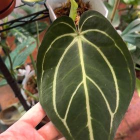 Photo of the plant species Anthurium 'Carla Black' by @MaggieJ named Carlablackia black shelf hanging middle on Greg, the plant care app