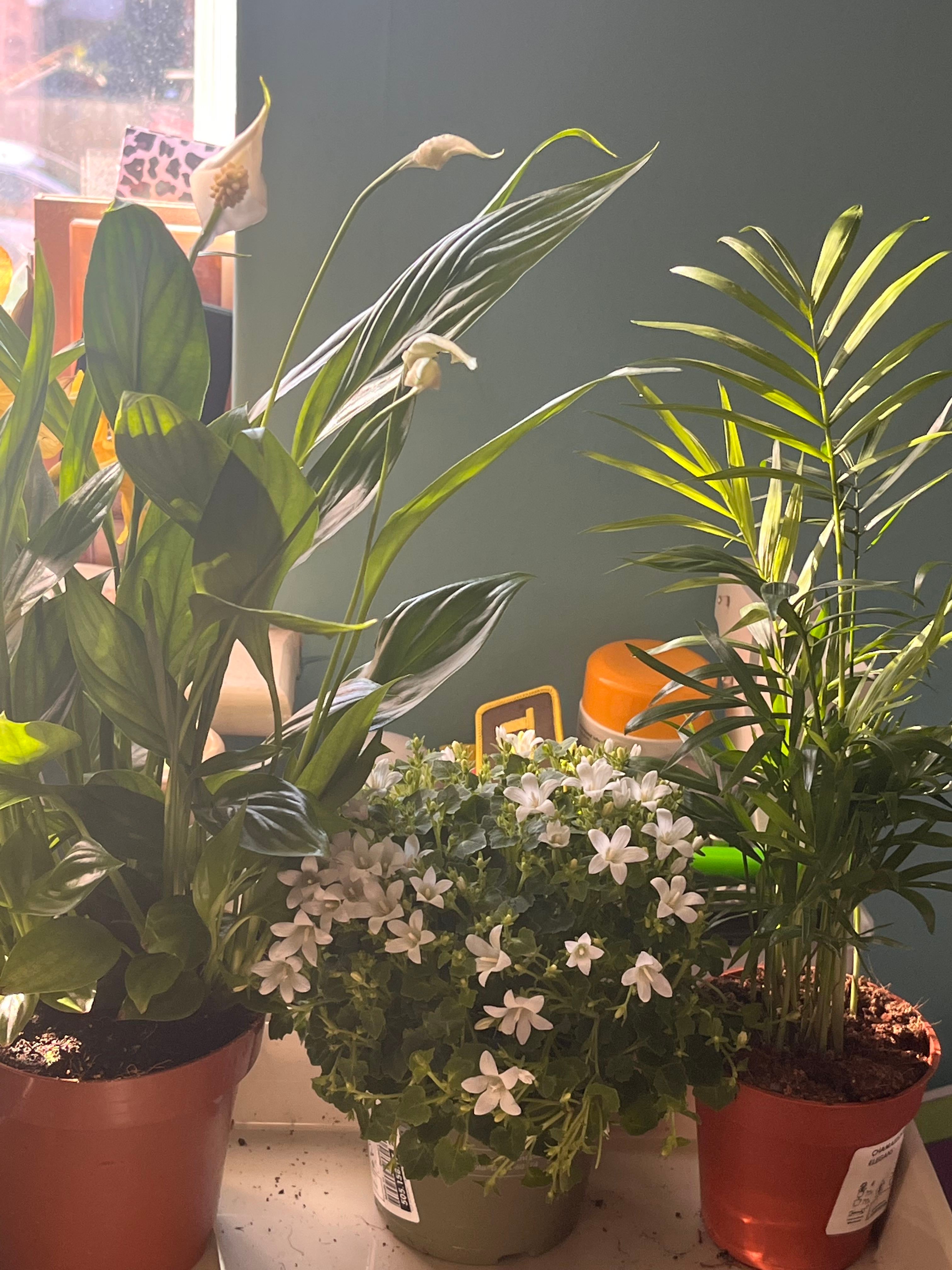 🔔 Canterbury Bells Buds Won't Open