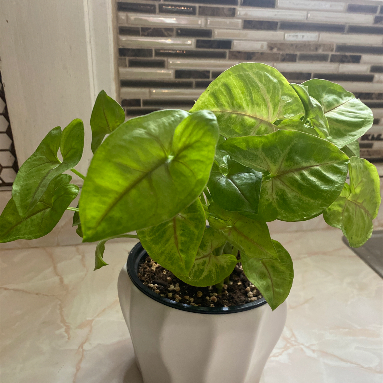 Syngonium 'Berry' plant in a white pot with vibrant green leaves.
