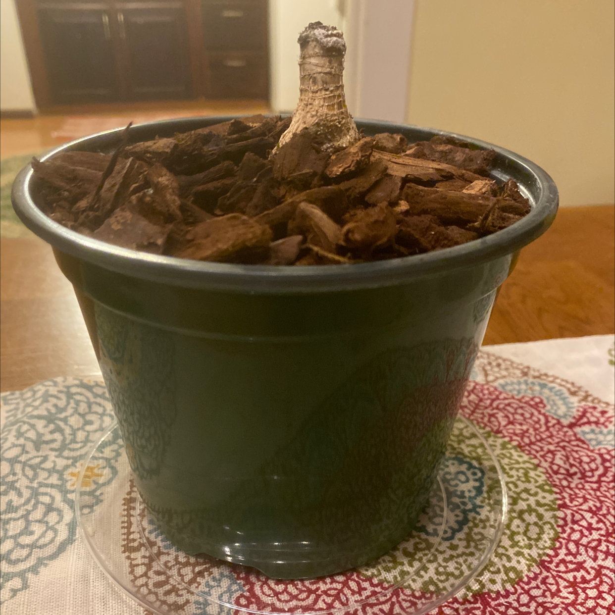 Potted Dracaena 'Hawaiian Sunshine' with visible stem and no leaves, indoors.