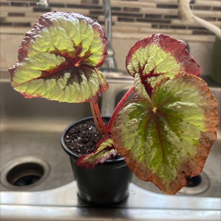 Photo of the plant species Begonia rex by Eagerphlox named Kent on Greg, the plant care app