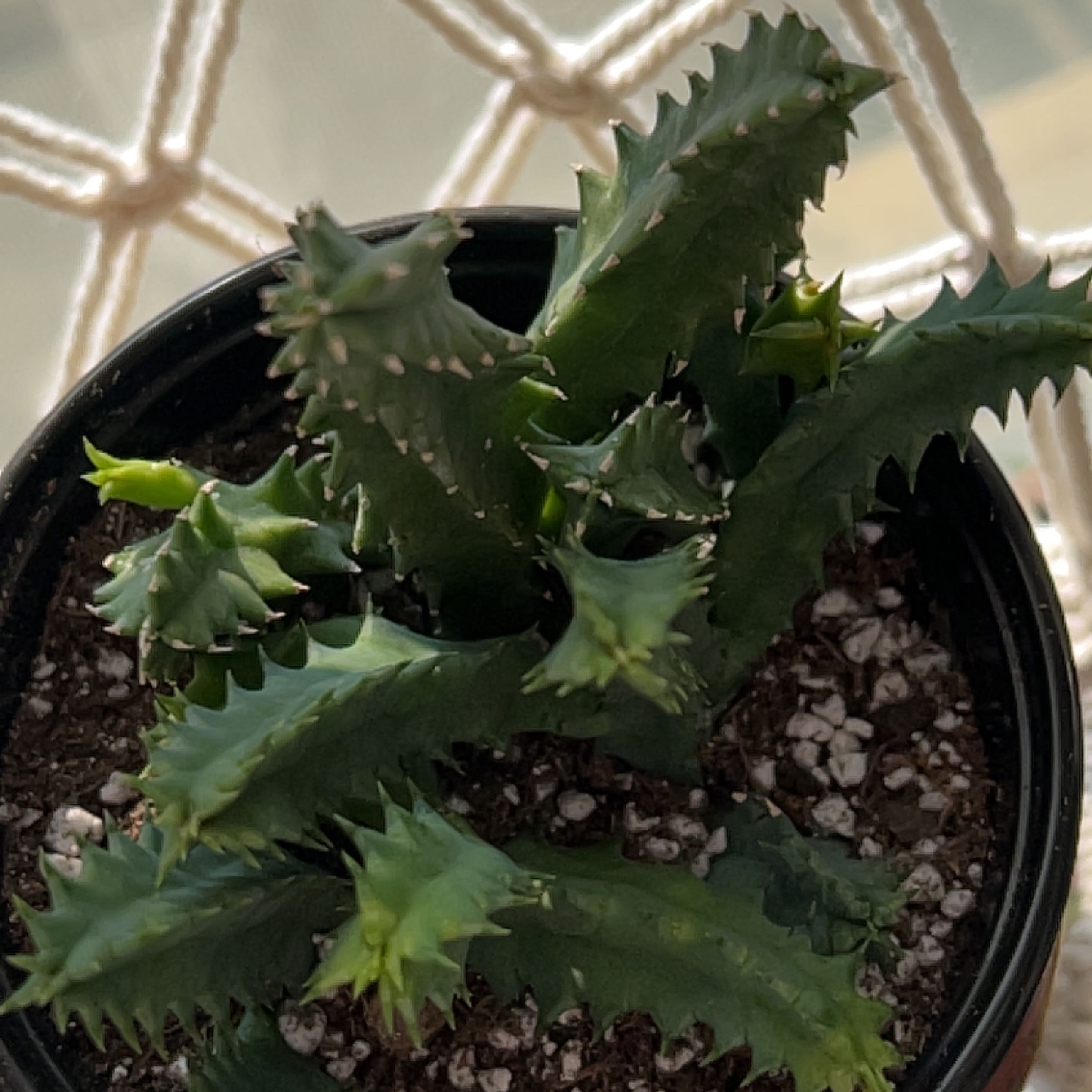 Lifesaver Cactus in a small pot with visible soil, appears healthy.