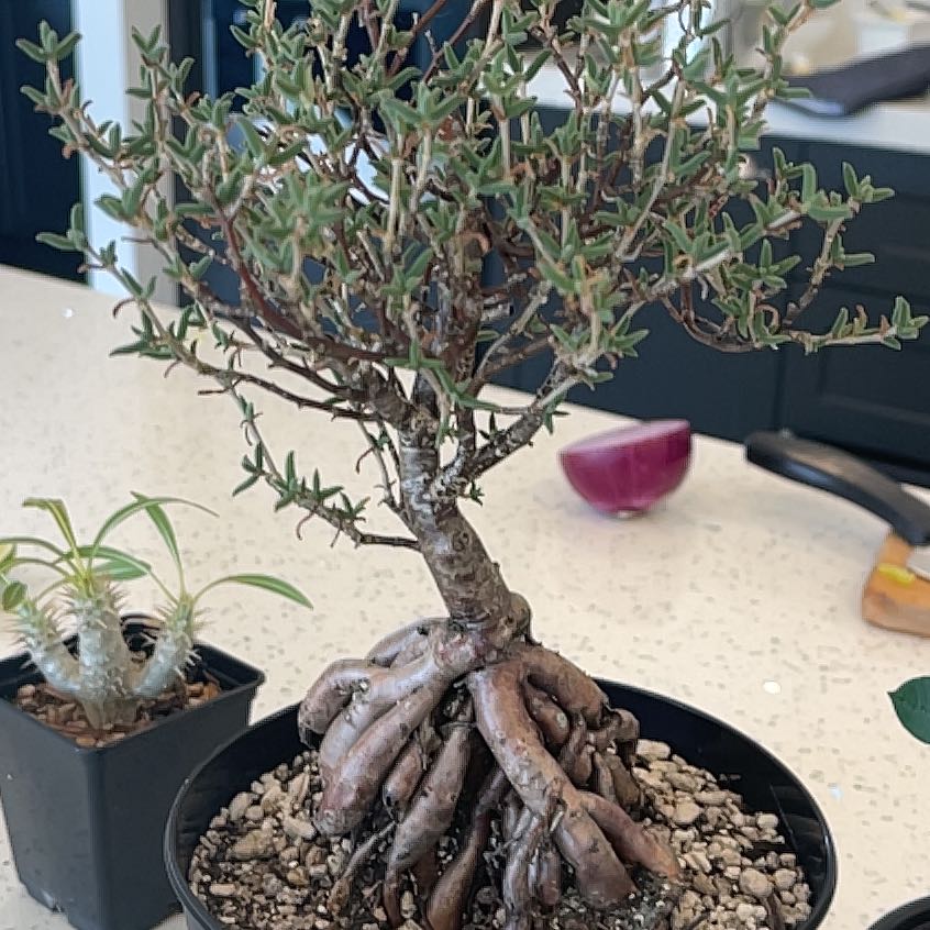 Photo of the plant species Donkey Fig by @MovingChamisa named Surya on Greg, the plant care app