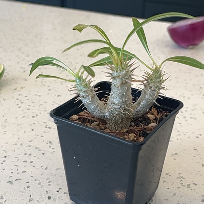 Photo of the plant species Sausage Tree by @MovingChamisa named Aristotle on Greg, the plant care app