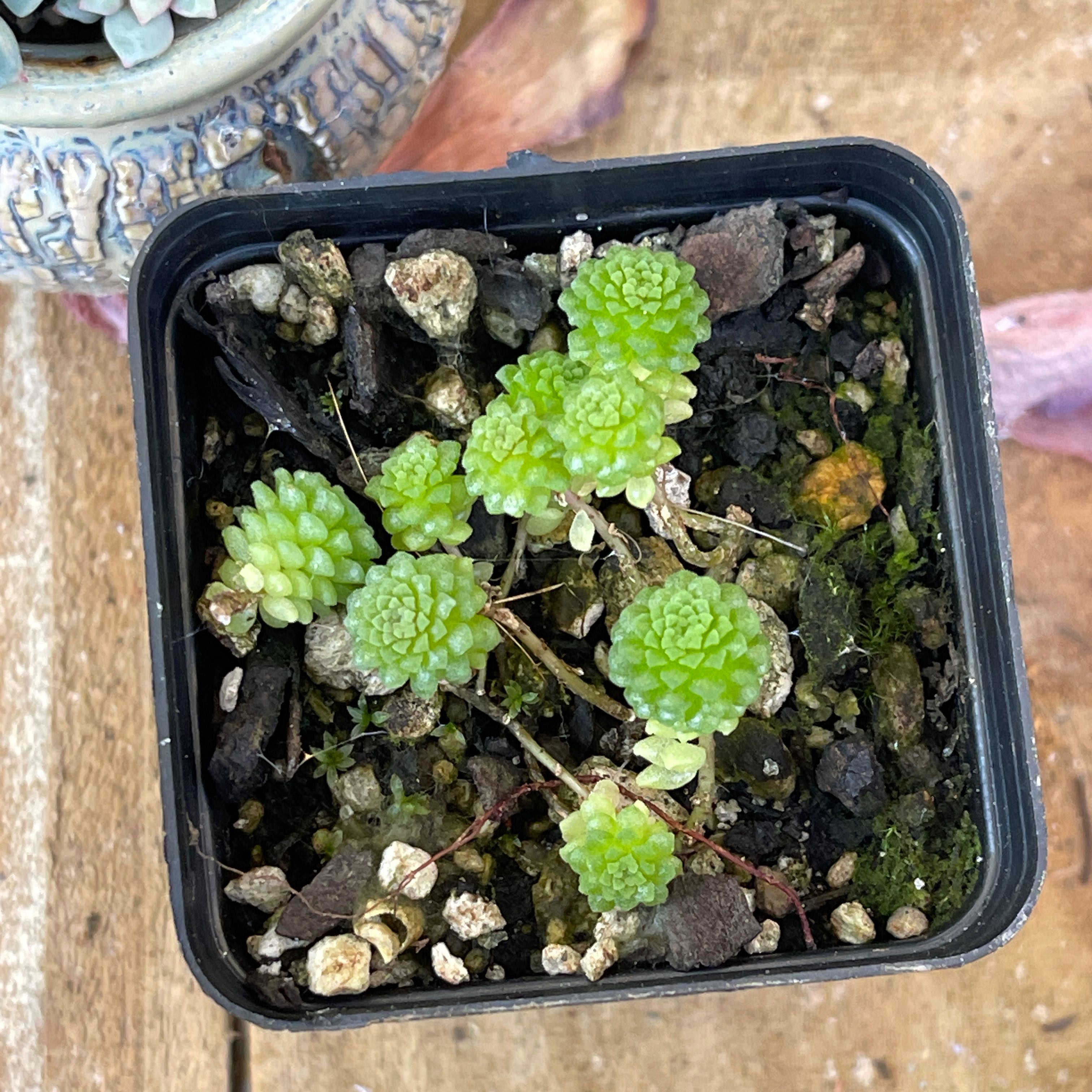 Photo of the plant species Monanthes polyphylla by @MovingChamisa named Duke on Greg, the plant care app