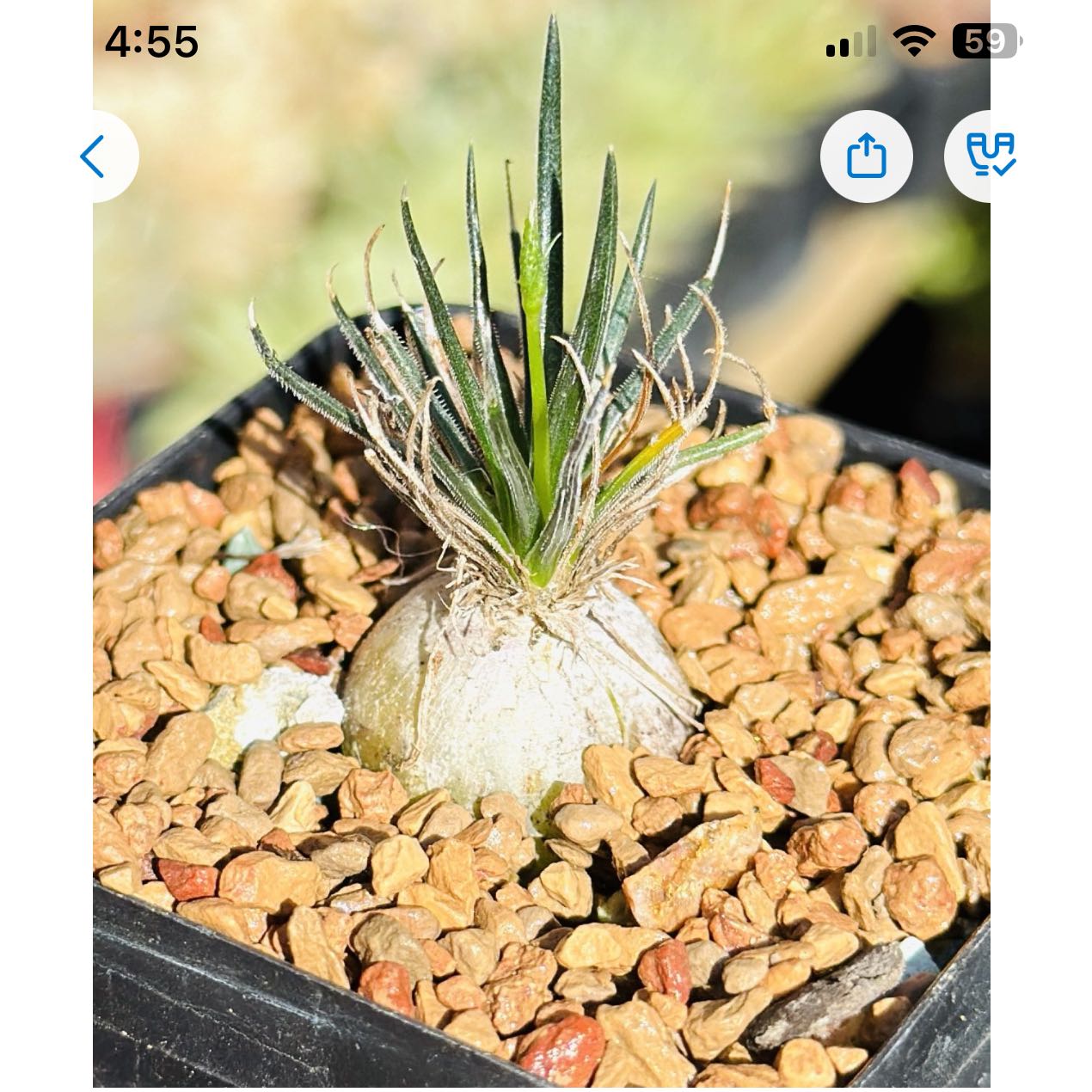Photo of the plant species Ornithogalum sp. Western Cape by @MovingChamisa named Stella on Greg, the plant care app
