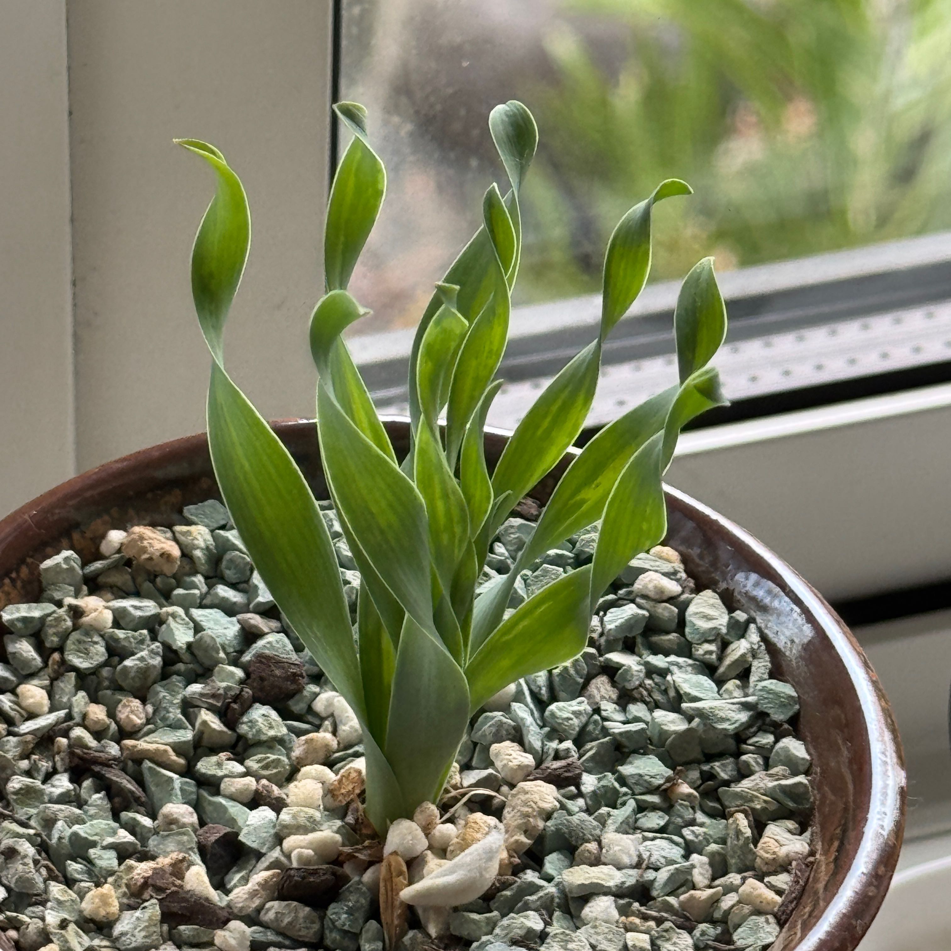 Photo of the plant species Albuca concordiana by @MovingChamisa named Sanders on Greg, the plant care app