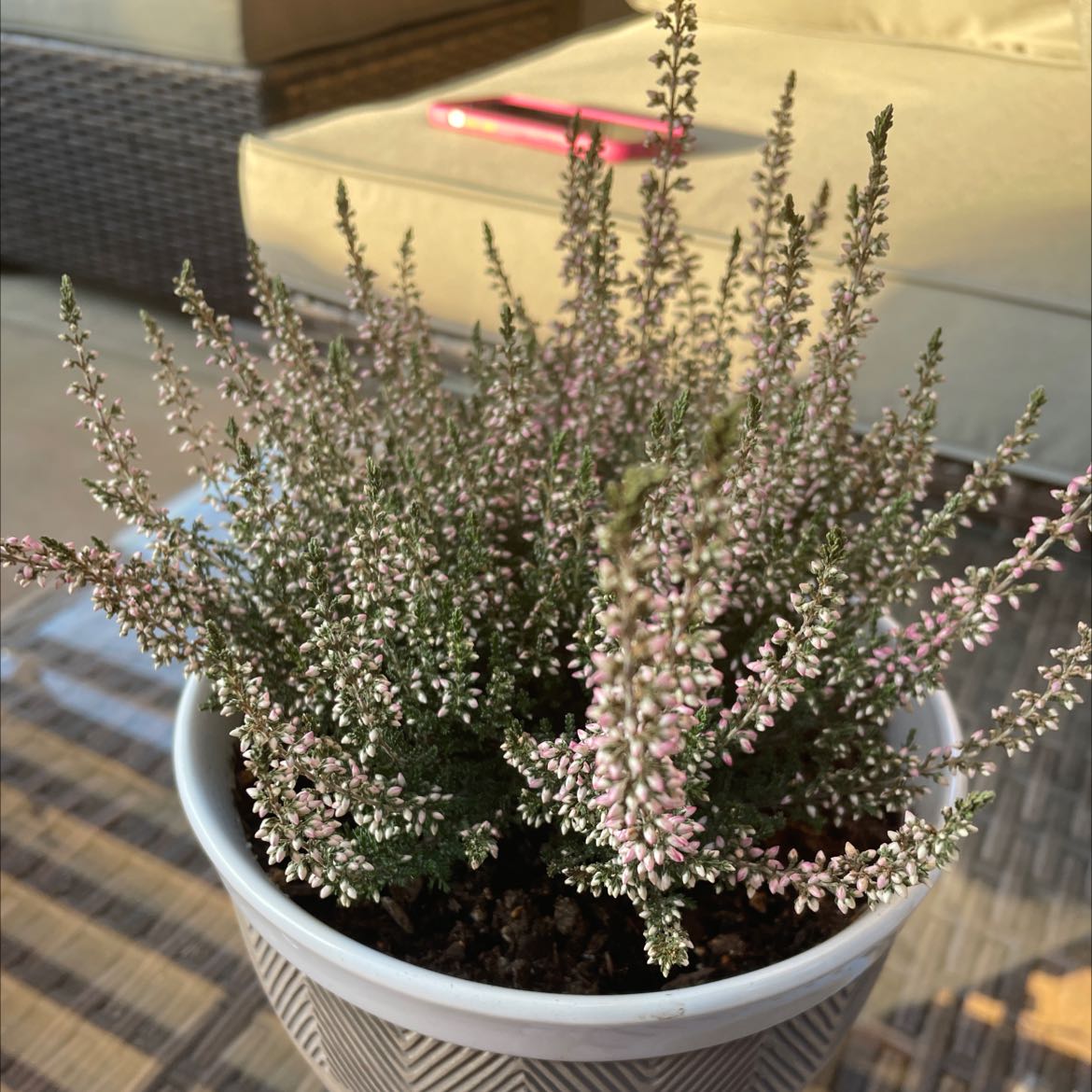Potted Heather plant with small, densely packed flowers, appearing healthy.