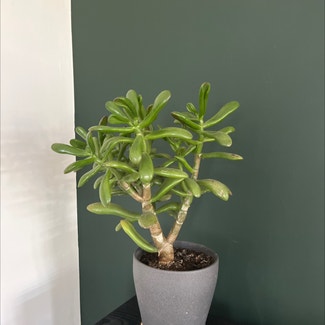 Jade plant in Sutton Valence, England