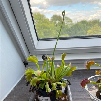 Venus Fly Trap plant in Sutton Valence, England