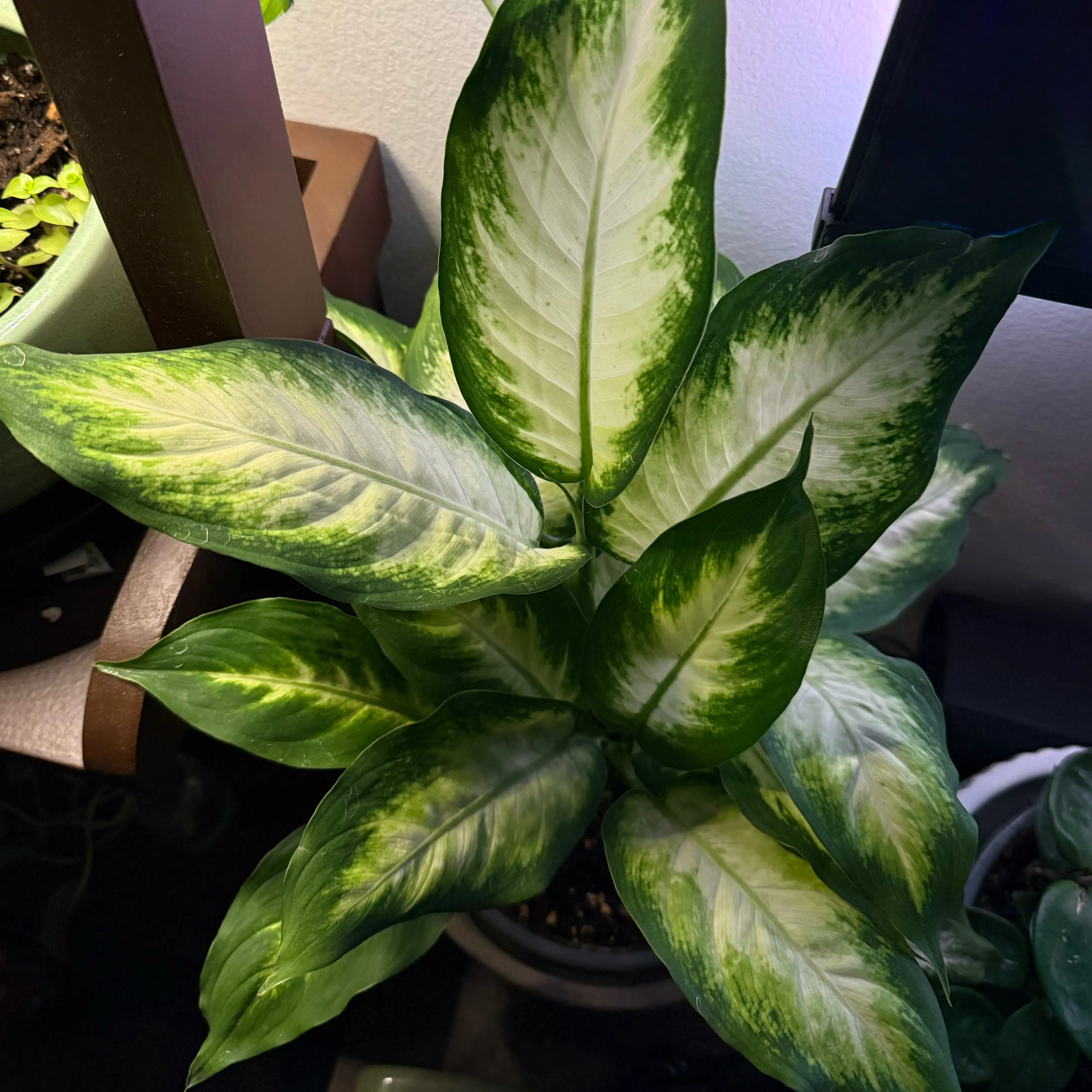 Photo of the plant species Diffenbachia 'Camille' by @biancasinclair named osmo on Greg, the plant care app
