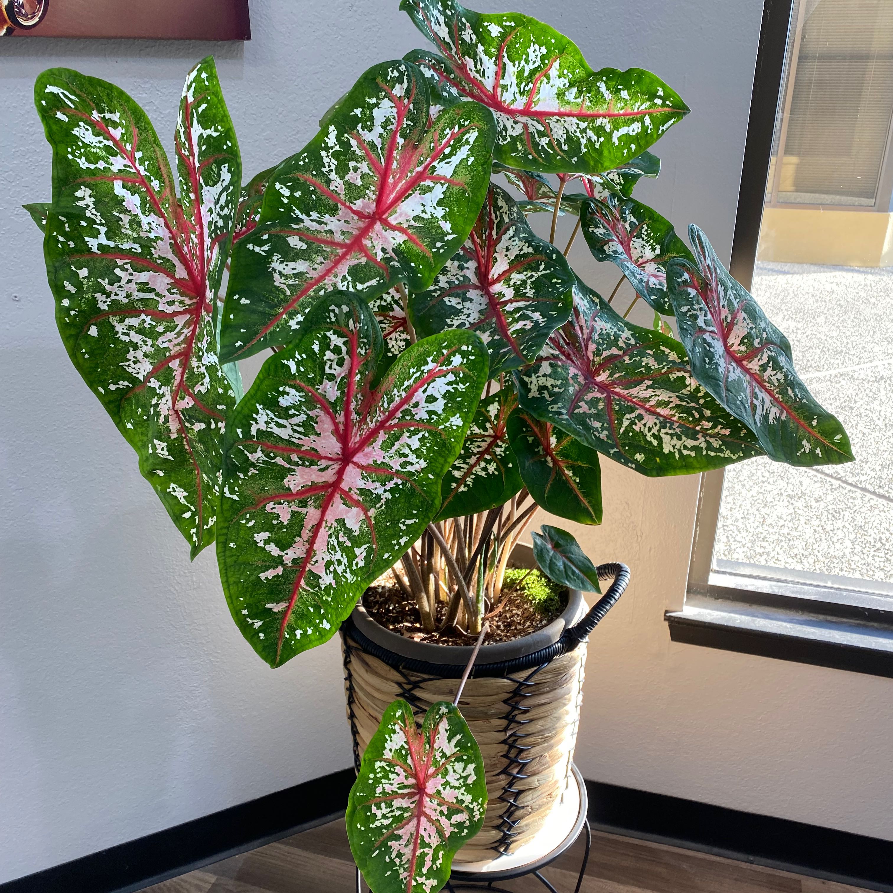 Photo of the plant species Heart of Jesus by @Rlopez named Patricia on Greg, the plant care app