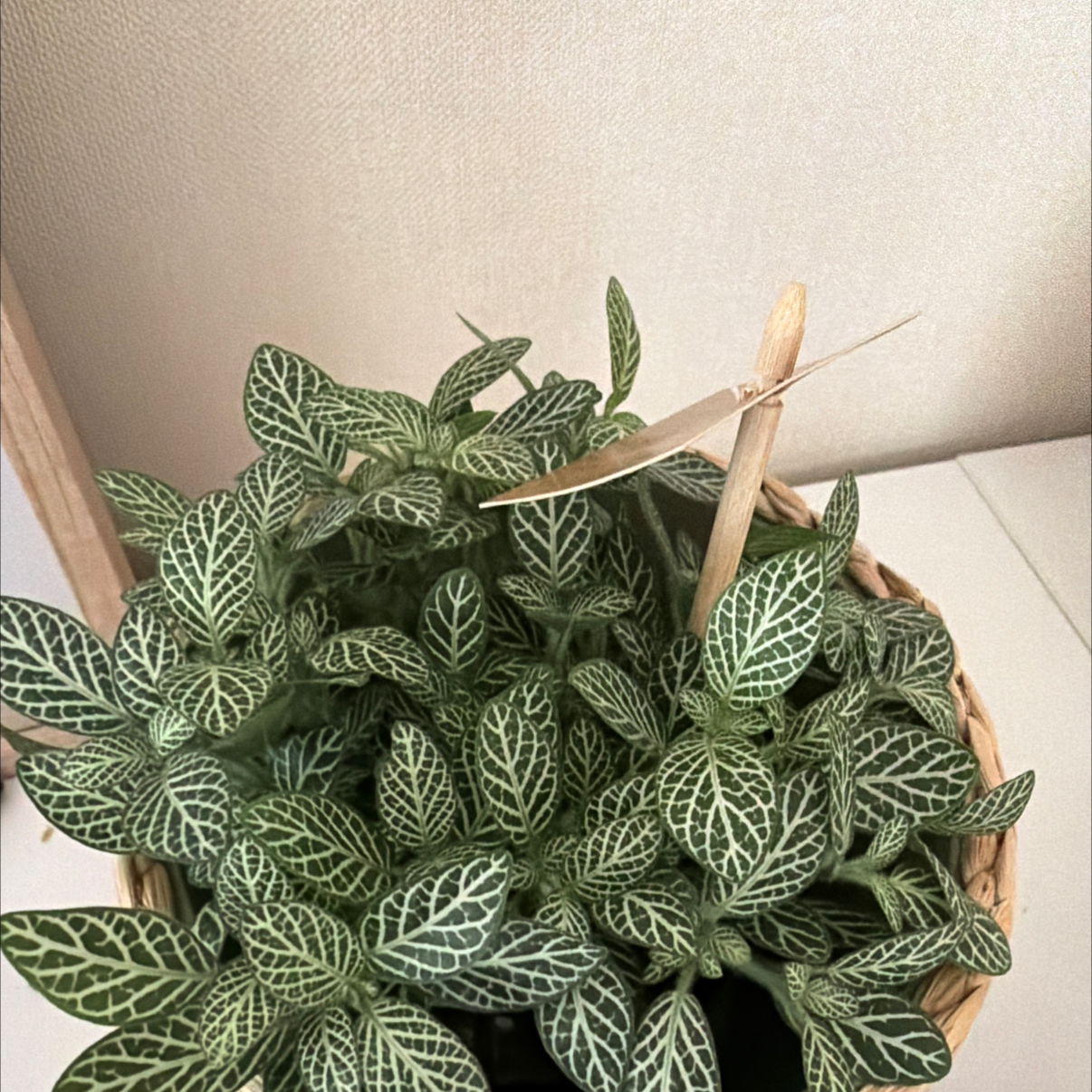 Photo of the plant species Big Leaf by @Sostilvoll named Hemingway on Greg, the plant care app