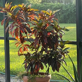Bush on Fire Croton plant in Somewhere on Earth