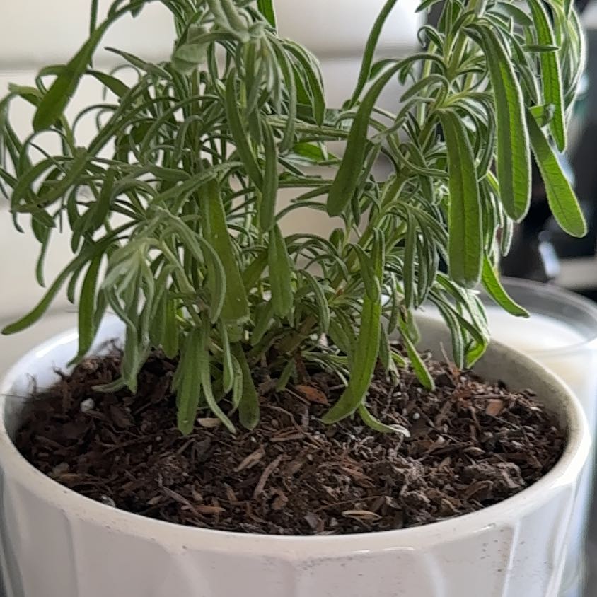 Photo of the plant species Spanish Lavendar by @ForemostClusia named Foxxy on Greg, the plant care app