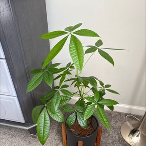 Money Tree plant photo by @HeadCatnip named Your plant on Greg, the plant care app.