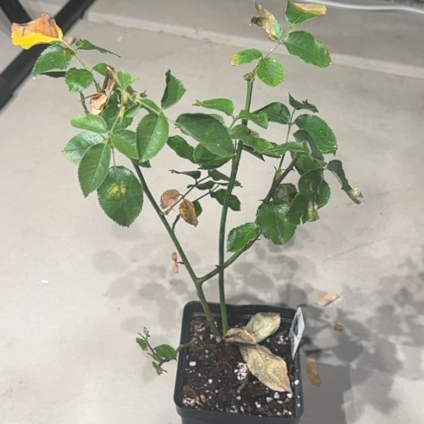 Photo of the plant species Firefighter® Hybrid Tea Rose by Plant parent named Sherlock on Greg, the plant care app