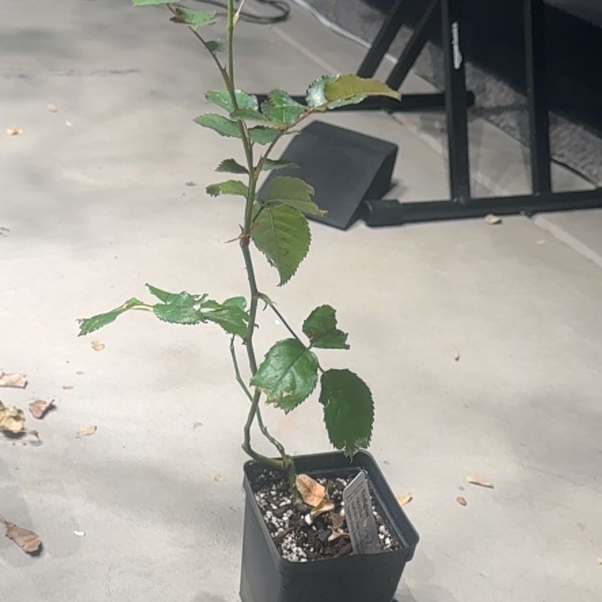 Photo of the plant species Firefighter® Hybrid Tea Rose by Plant parent named Rihanna on Greg, the plant care app