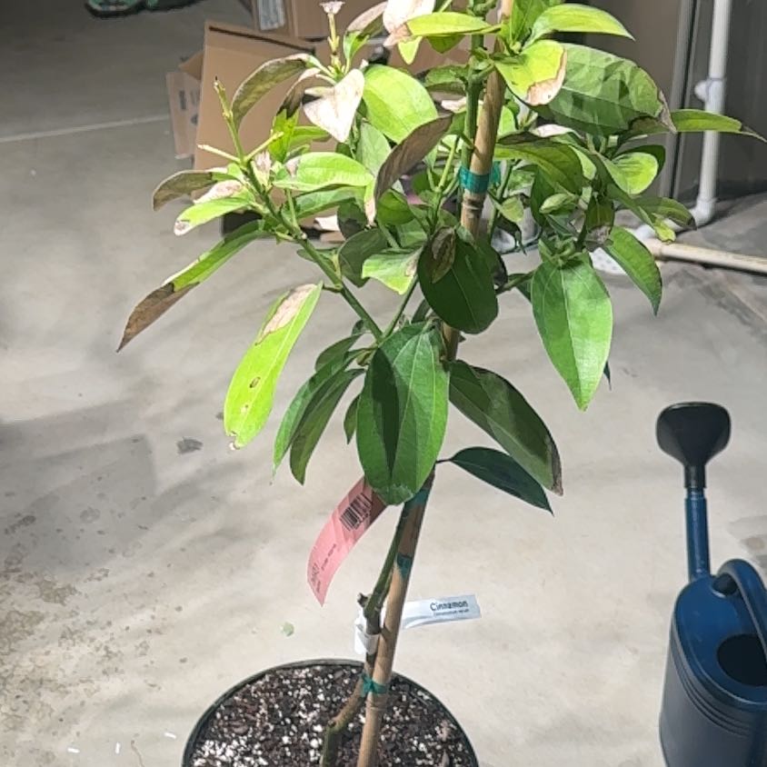 Photo of the plant species Cinnamon by Plant parent named Pax on Greg, the plant care app