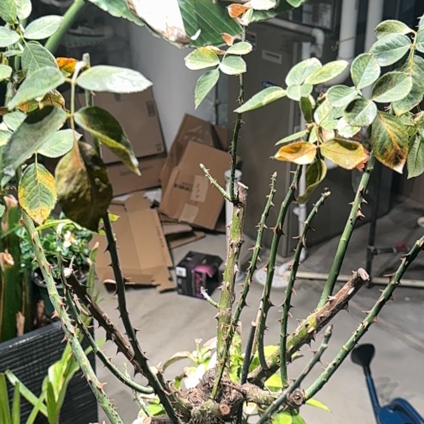 Photo of the plant species Hybrid Tea Rose by Plant parent named da Vinci on Greg, the plant care app