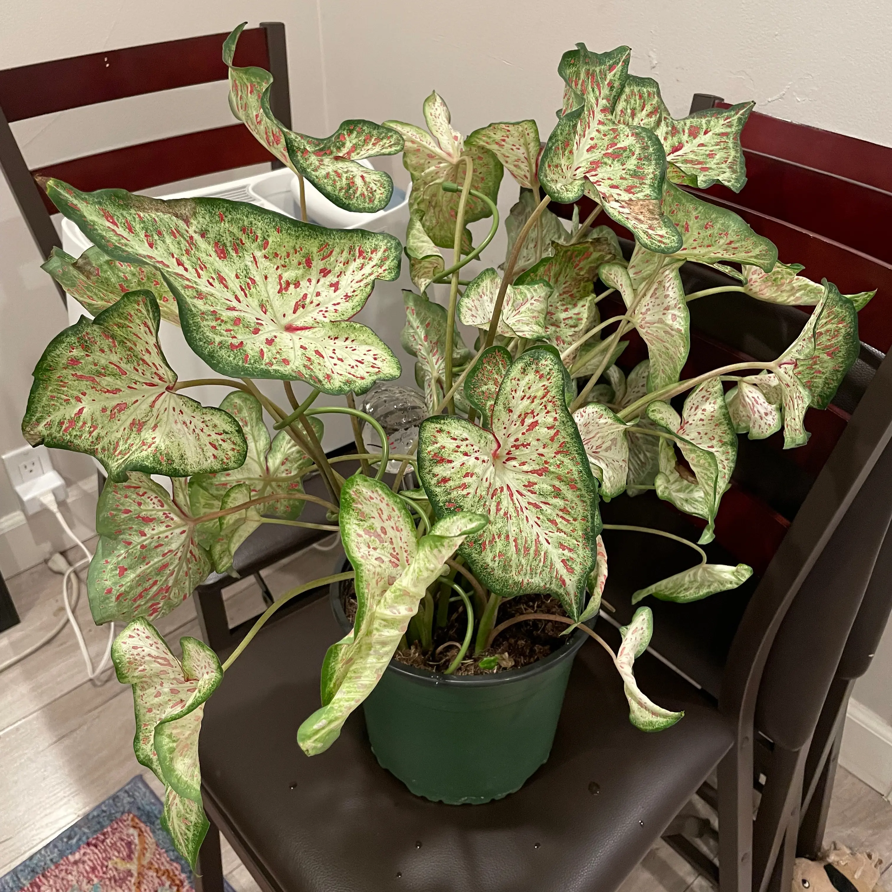 Photo of the plant species Heart and Soul Caladium by @Katzilla named Yoshi on Greg, the plant care app