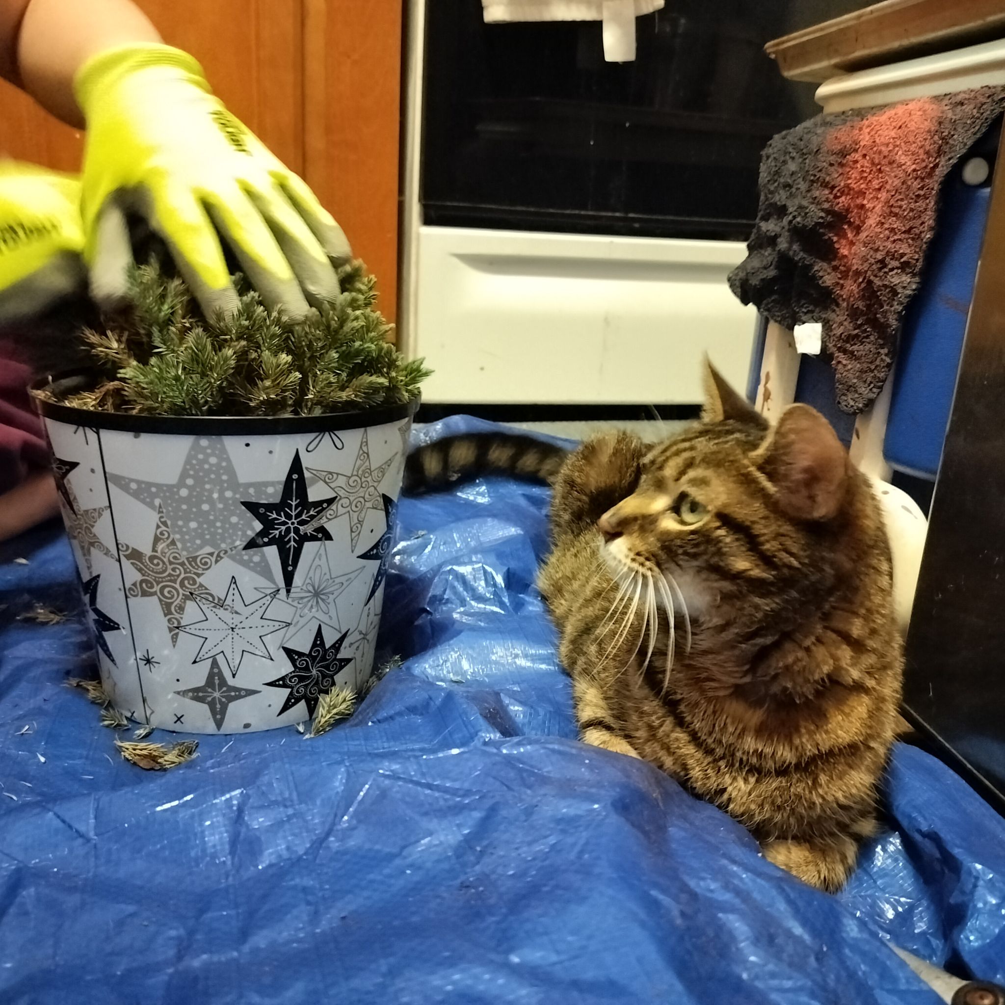 Blue Star Juniper plant in a decorative pot with a person handling it and a cat nearby.