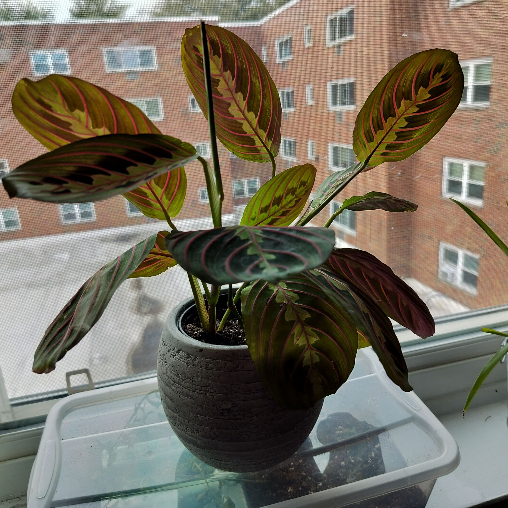 Monsignor J. P. Data