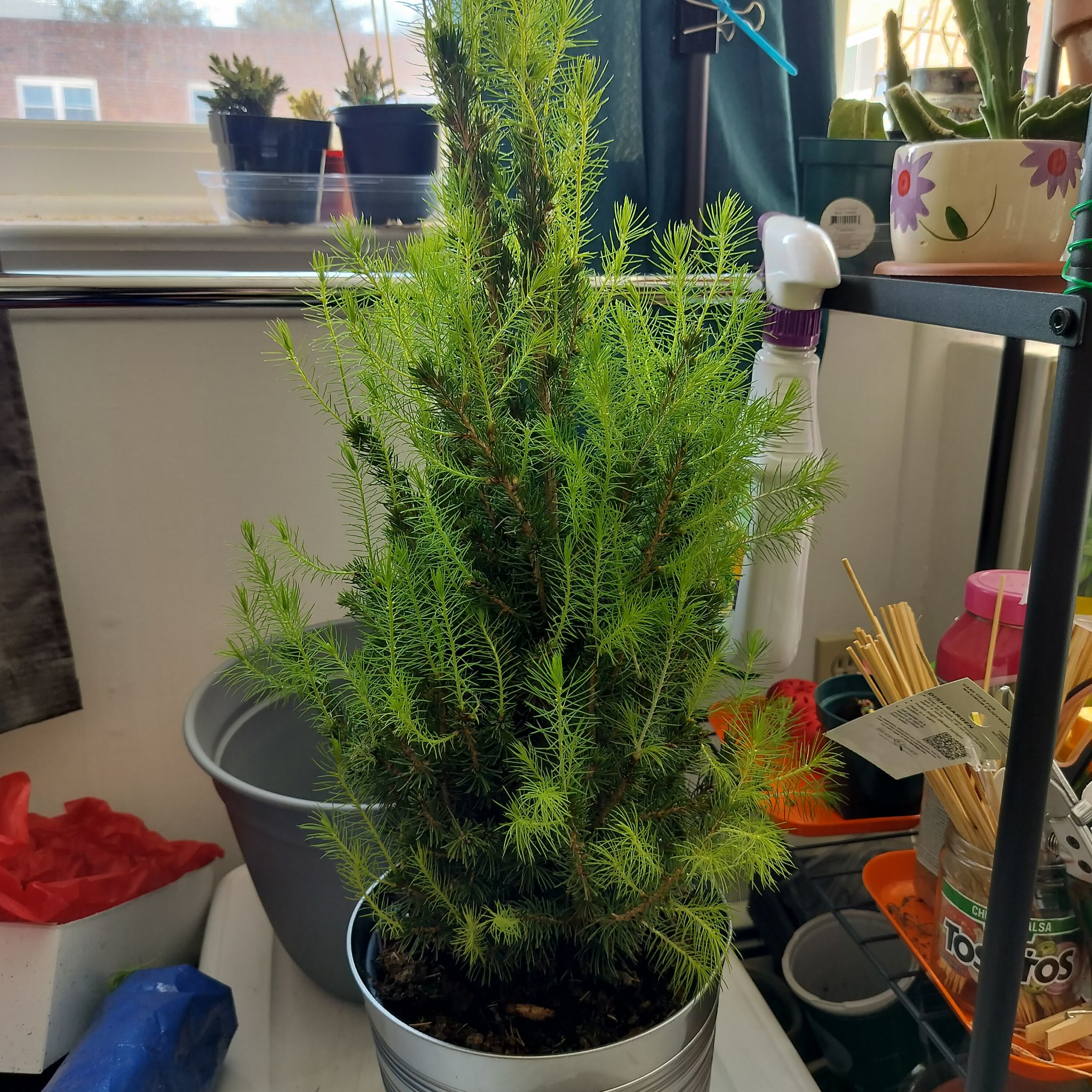Picea glauca plant in a metal pot indoors near a window, appears healthy.