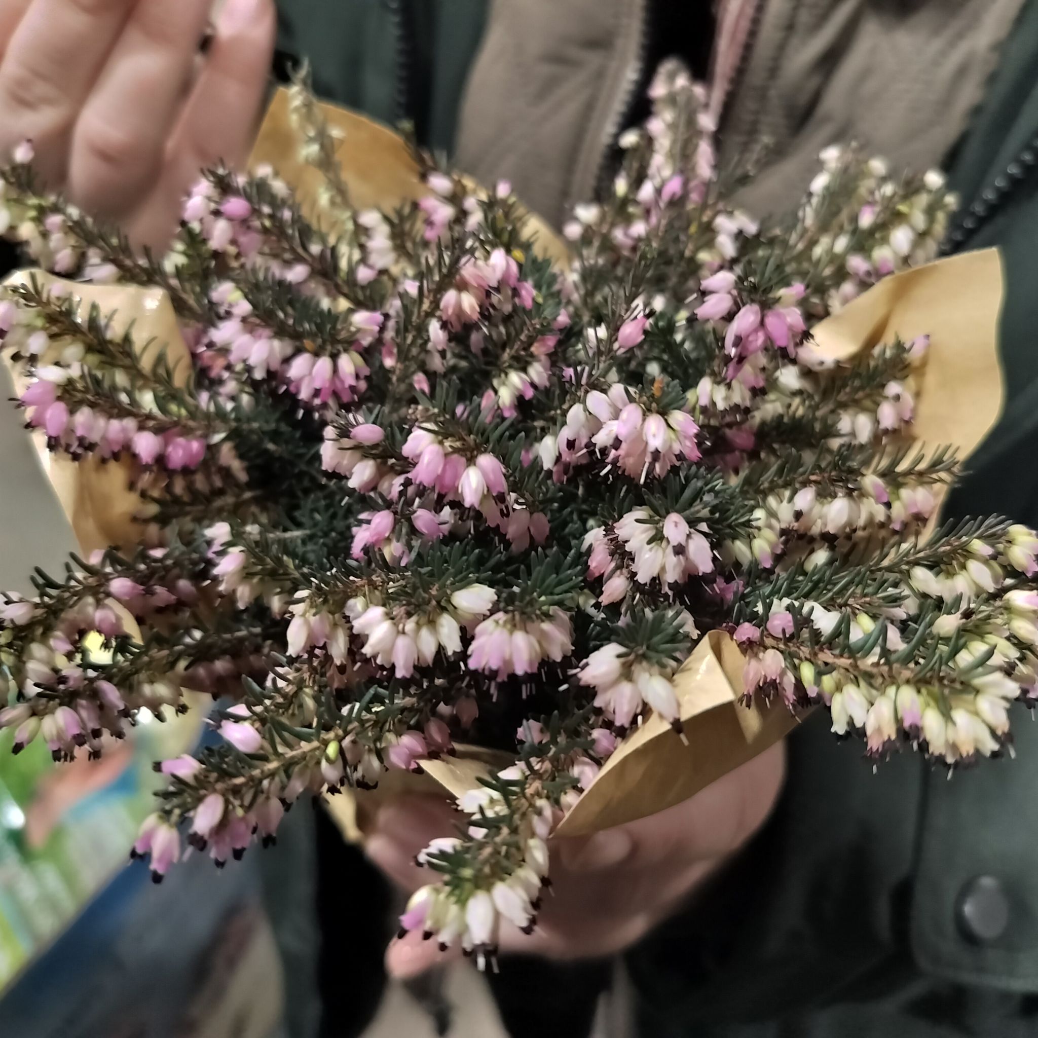 Winter Heath plant with pink flowers being held by a person.