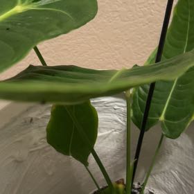 Photo of the plant species King Anthurium by @FunGarlic named Spike Leaves on Greg, the plant care app