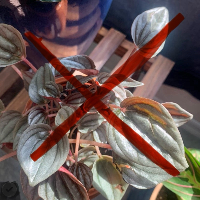 Photo of the plant species Peperomia 'Luna Grey' by @BeesZenGarden named Velours on Greg, the plant care app