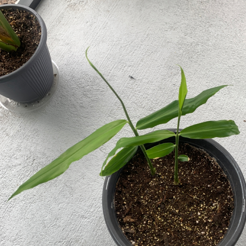 Potted Butterfly Ginger plant with long, narrow green leaves and visible soil.