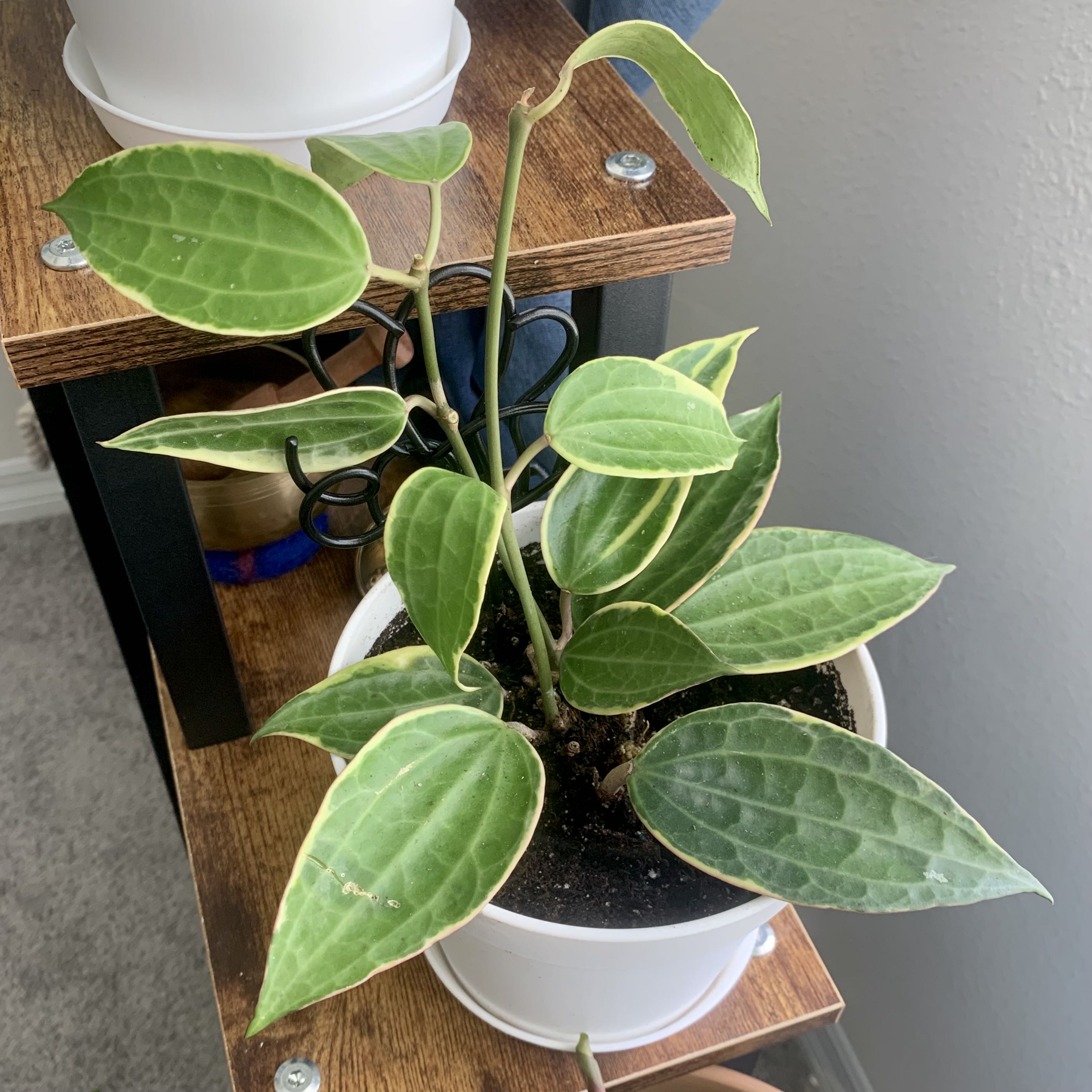 Hoya macrophylla plant in a white pot on a wooden shelf, with healthy green leaves and white margins.