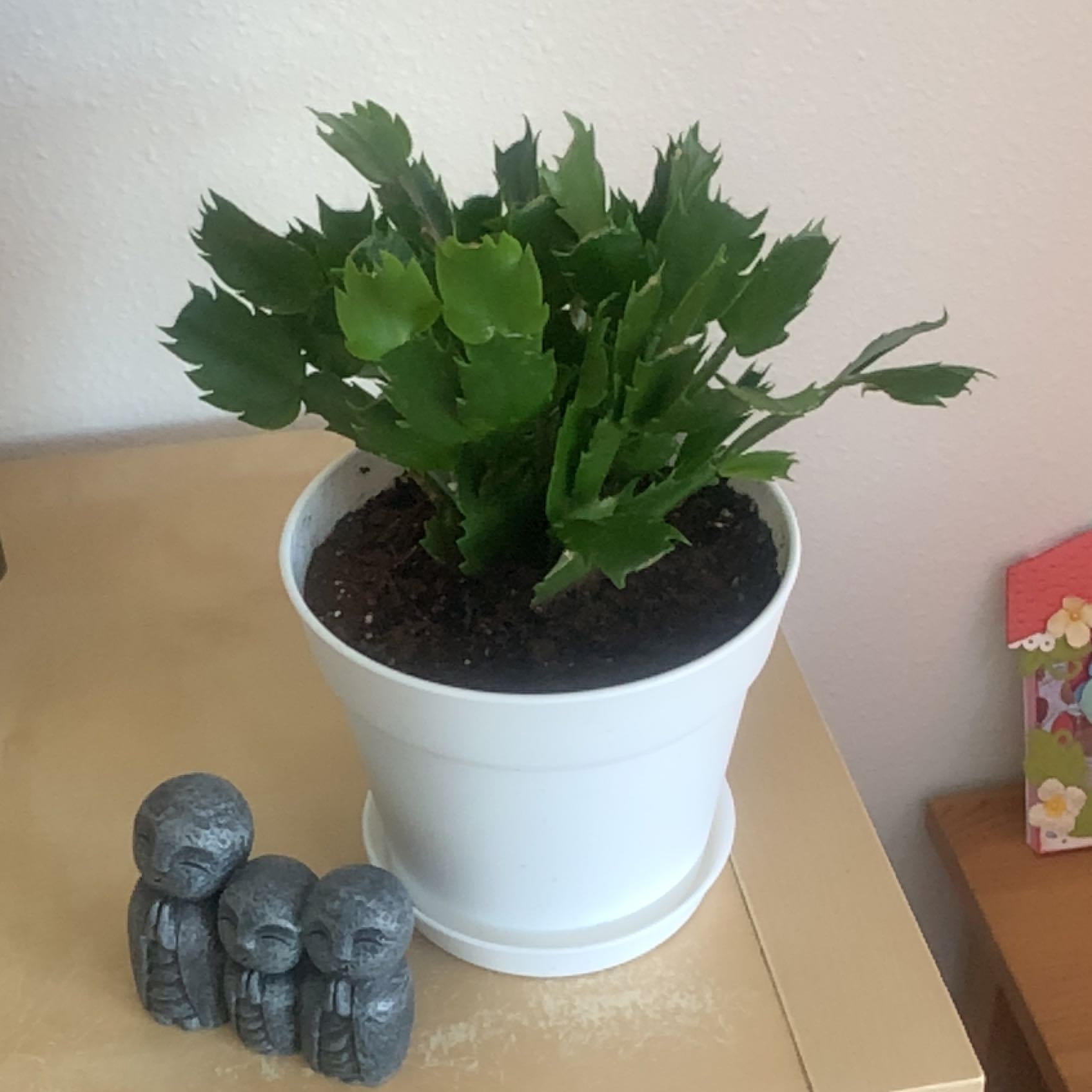Christmas Cactus in a white pot with green leaves, placed on a table.