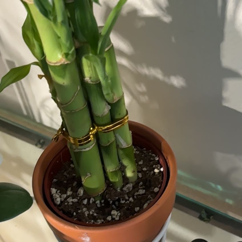 Photo of the plant species Common Bamboo by @SurpriseCosmo named Apollo on Greg, the plant care app