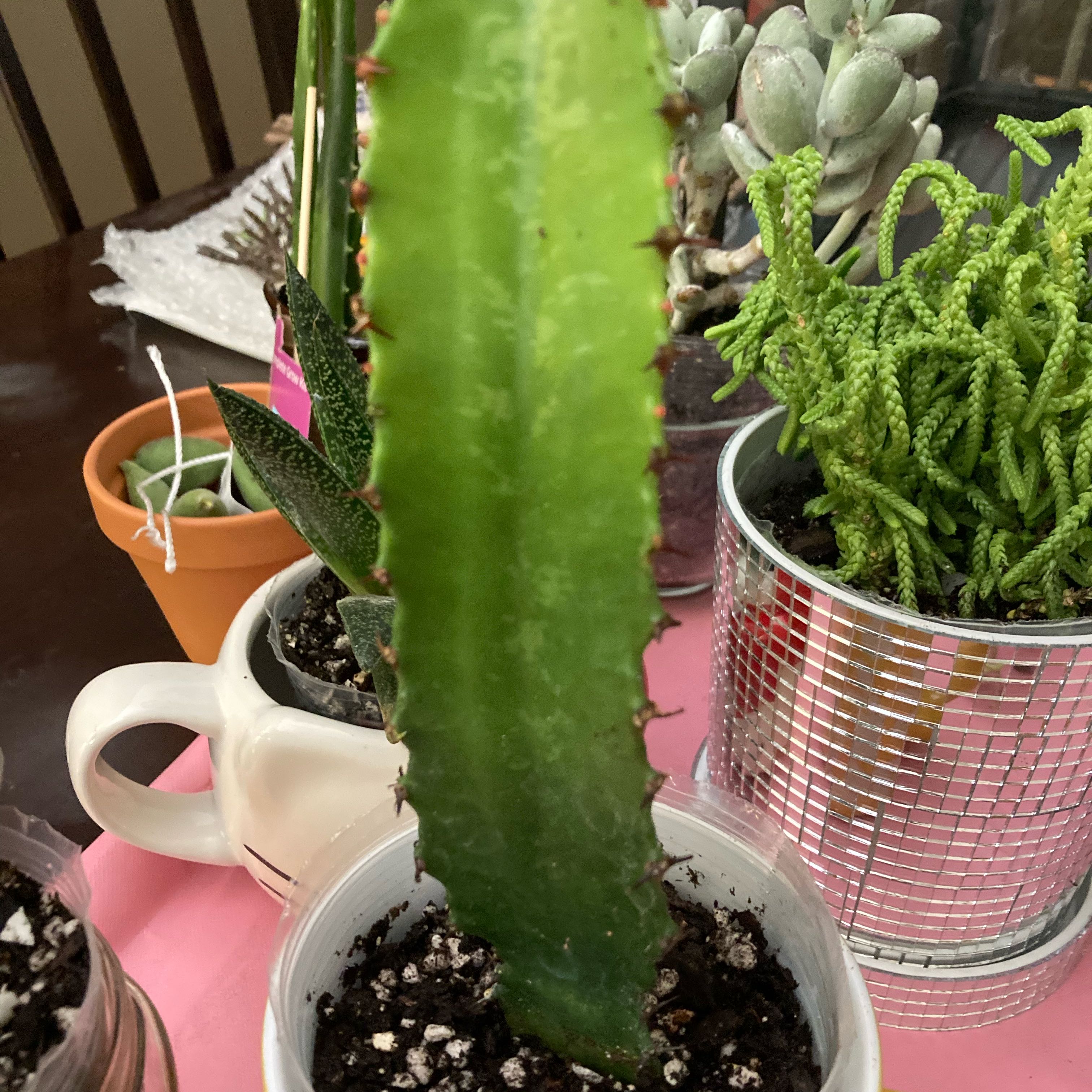 Photo of the plant species Desert Candle Cactus by @PreciseOrchids named Spike on Greg, the plant care app
