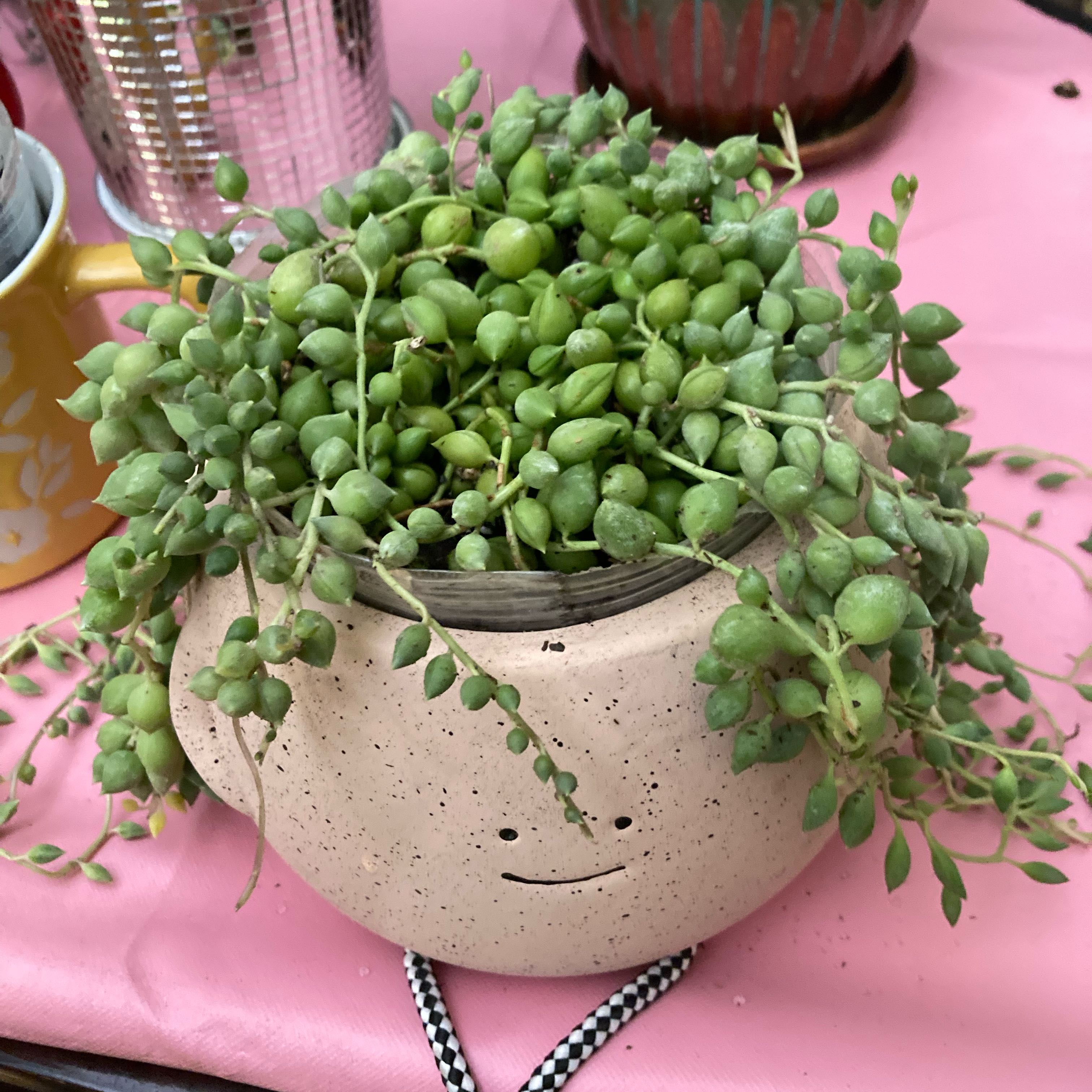Healthy String of Raindrops plant in a decorative pot on a pink surface.