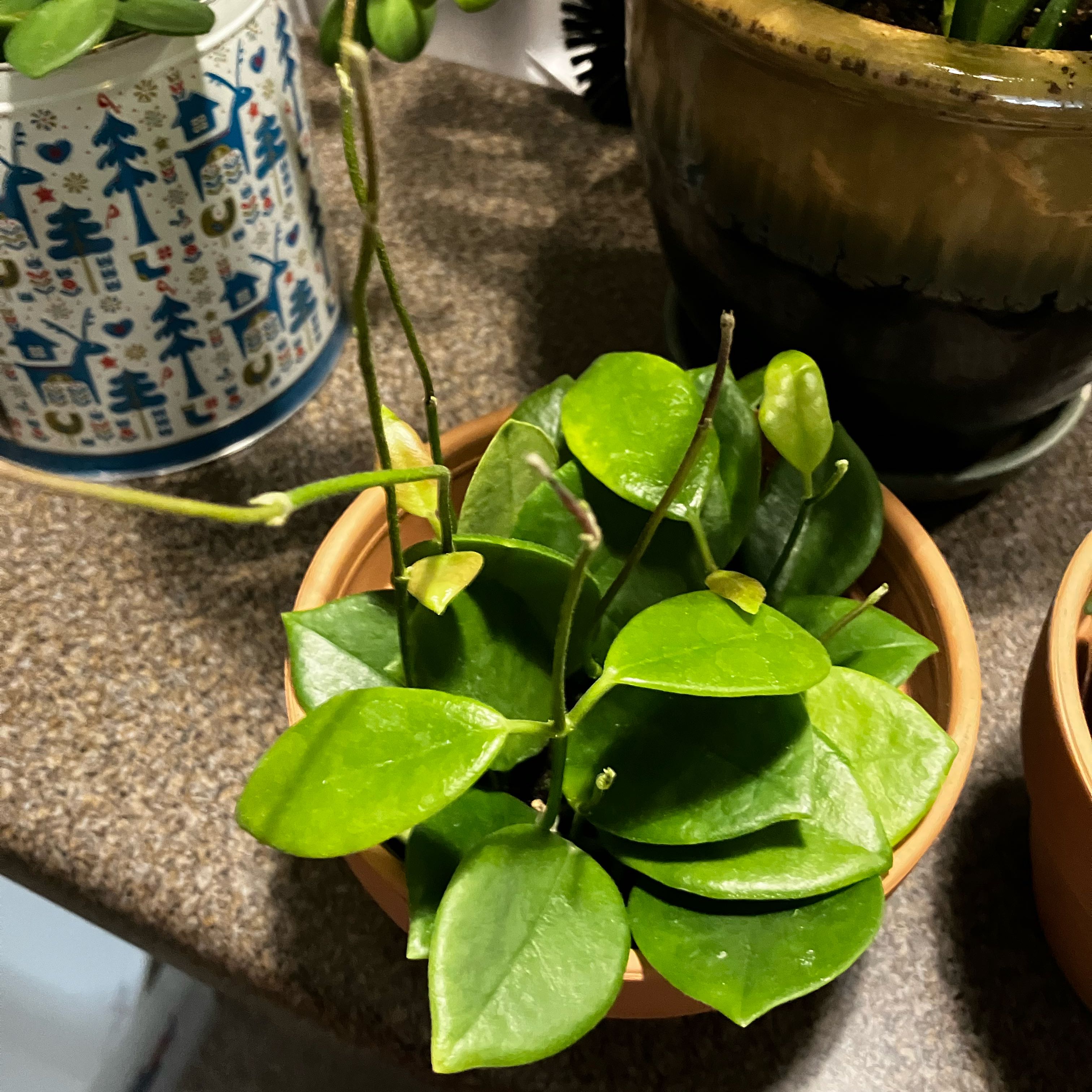 Photo of the plant species Hoya Keysii by @PreciseOrchids named Keysii on Greg, the plant care app