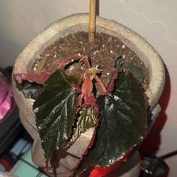 Rex Begonia plant