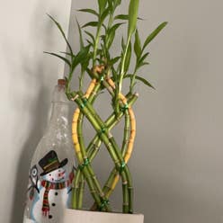 Lucky Bamboo plant
