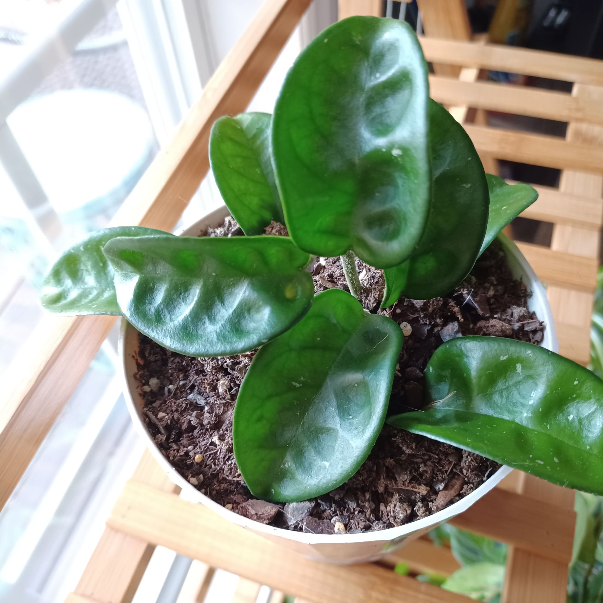 Hoya Carnosa Krinkle 8 plant in a pot with visible soil and healthy green leaves.